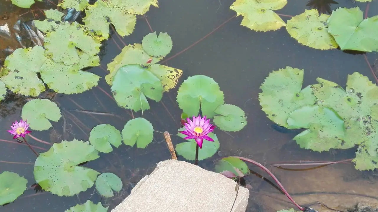 Il significato del Fiore di Loto